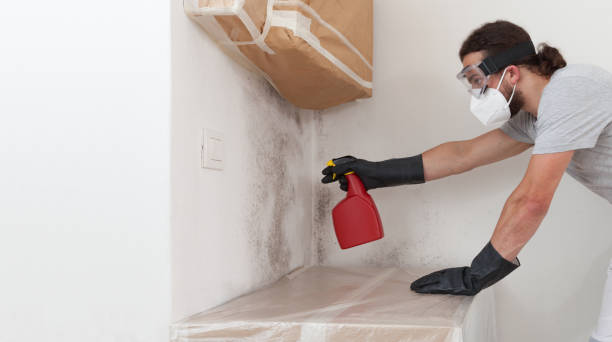 Professional Mold Removal technician working in Burlington, WA